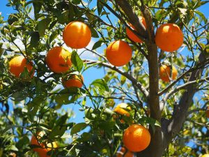 Ripe oranges on a tree