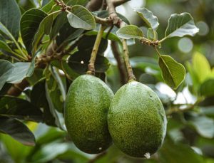 Avocados on a tree with green leaves.Quick organic foods for babies. 