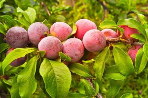 Ripe plum berries - tree branch.