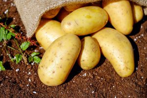 Potatoes in Organic food for weaning babies