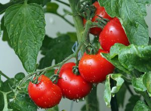 Fresh tomatoes on plant in Organic food for weaning babies