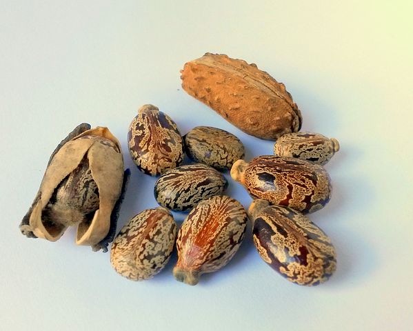Castor oil seeds.
