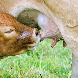 Cows ; calf drinking milk 