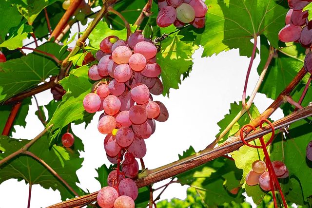 Fresh grapes on branch.