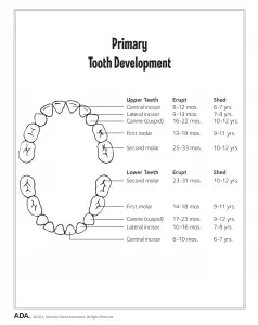 Baby teeth development chart;Symptoms of teething in toddlers.