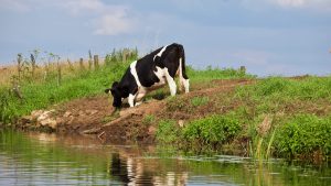 In when can I give my baby whole milk /cow grazing along a riverbank  