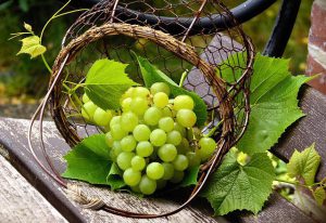 Grapes in a basket  