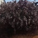 African American baby boy 4c hair type 